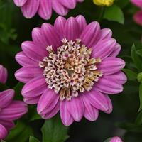 4D™ Pink Lemonade Osteospermum