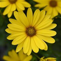 FlowerPower™ Compact Yellow 26 Osteospermum