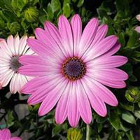 FlowerPower™ Compact Pink+Eye 27 Osteospermum