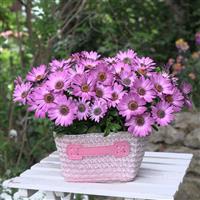 FlowerPower™ Compact Pink+Eye 27 Osteospermum