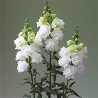 Legend Double White Cut Flower Snapdragon