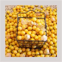 Aunt Molly's Physalis