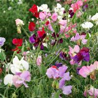 Knee Hi Mix Sweet Pea