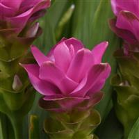 ThaiSpice™ Lavender Curcuma