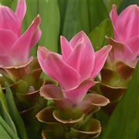 ThaiSpice™ Pink Curcuma