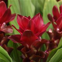 ThaiSpice™ Red Curcuma