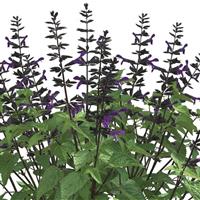 Salvia Splendor Deep Purple