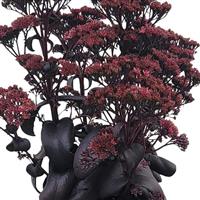 Sedum Cloudburst Burgundy