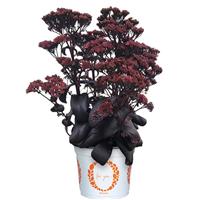 Sedum Cloudburst Burgundy