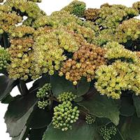 Sedum Cloudburst Green Flash