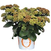 Sedum Cloudburst Green Flash