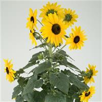 Sunfinity Yellow Dark Eye Sunflower
