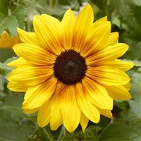 Sunfinity Yellow Red Bicolor Sunflower