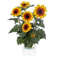 Sunfinity Yellow Red Bicolor Sunflower