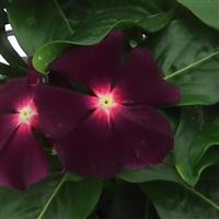 Nirvana XDR Blackberry Vinca
