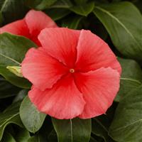 Nirvana XDR Coral Vinca