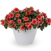 Nirvana XDR Coral Vinca