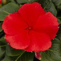 Nirvana XDR Watermelon Vinca