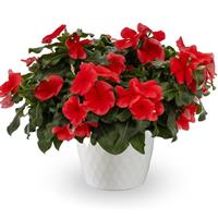 Nirvana XDR Watermelon Vinca