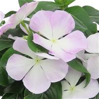 Nirvana XDR Blue Halo Vinca