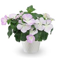 Nirvana XDR Blue Halo Vinca