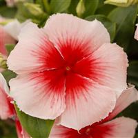 Nirvana XDR Apricot Splash Vinca