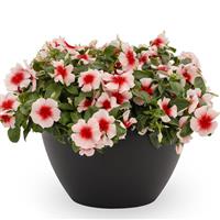 Nirvana XDR Apricot Splash Vinca