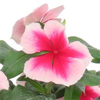 Nirvana XDR Blush Splsh Vinca