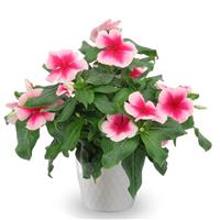 Nirvana XDR Blush Splsh Vinca