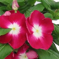 Nirvana XDR Cranberry Halo Vinca