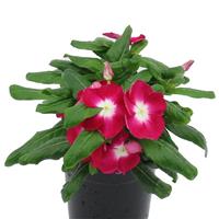 Nirvana XDR Cranberry Halo Vinca