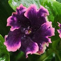 Soiree Flamenco Plum Velvet Vinca