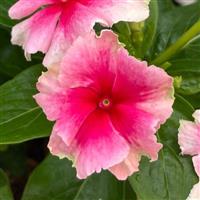 Soiree Flamenco Strawberry Picotee Vinca