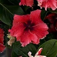 Soiree Flamenco Electric Salmon Eye Vinca