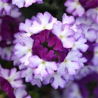 Firehouse™ Purple Fizz Verbena