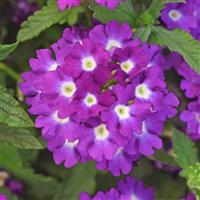 Firehouse™ Violet Wink 26 Verbena