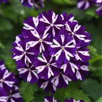 Firehouse™ Violet Vortex Verbena