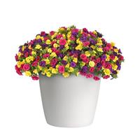 Evo-Centric 27 Trixi®