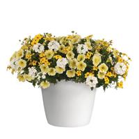 Pop the Bubbly 27 Trixi®