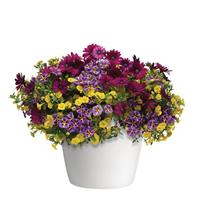 Popular Demand 27 Trixi®