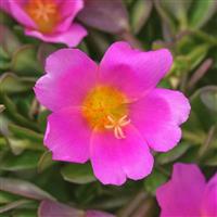 PortoGrande™ Pink Portulaca