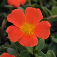 PortoGrande™ Orange 26 Portulaca