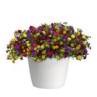 Double Date 27 Trixi®