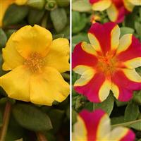 Raspberry Heatwave Trixi®