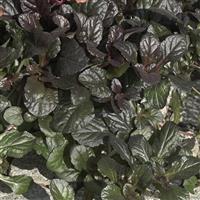 Ajuga Chocolate Chunk