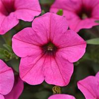 Starlet™ Pink Petunia