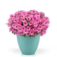 Starlet™ Pink Petunia