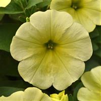 Starlet™ Yellow 27 Petunia