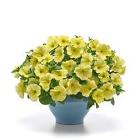 Starlet™ Yellow 27 Petunia
