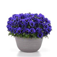 Matrix<sup>®</sup> Blue Blotch Pansy